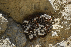 Polistes weyrauchorum