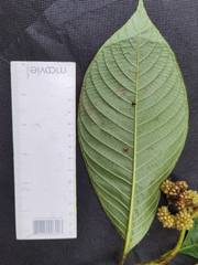 Palicourea pilosa