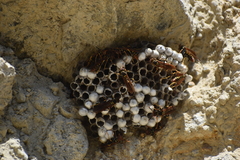 Polistes weyrauchorum
