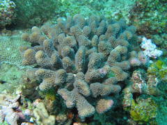 Pocillopora grandis
