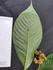 Palicourea pilosa