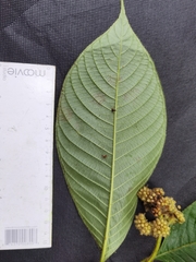 Palicourea pilosa