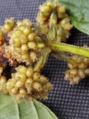 Palicourea pilosa