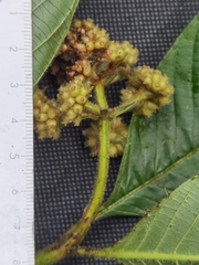Palicourea pilosa