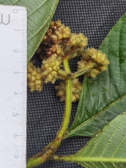 Palicourea pilosa