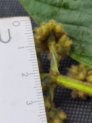 Palicourea pilosa