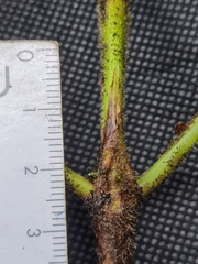 Palicourea pilosa