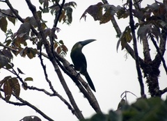 Aulacorhynchus coeruleicinctis