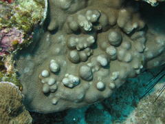 Porites lichen