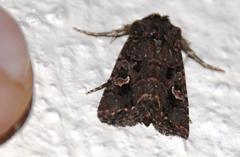 Tycomarptes inferior