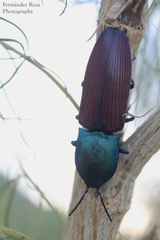 Chalcolepidius rubripennis