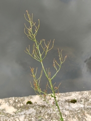 Rumex thyrsiflorus