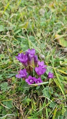 Gentianella caucasea
