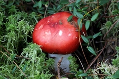 Russula helodes