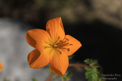 Kallstroemia peninsularis