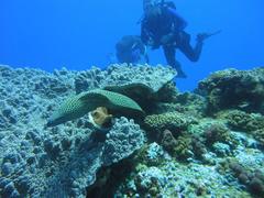 Gymnothorax favagineus