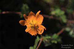 Kallstroemia peninsularis