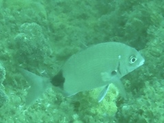 Diplodus capensis