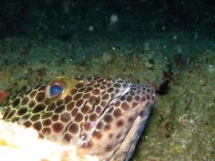 Epinephelus macrospilos