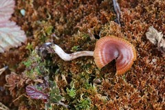 Cortinarius subfloccopus