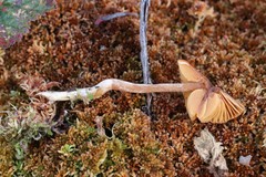 Cortinarius subfloccopus