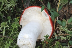 Russula helodes
