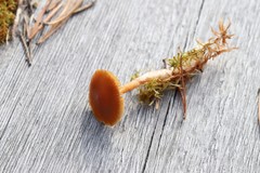 Cortinarius biformis