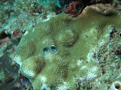 Porites lichen