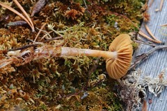Cortinarius biformis