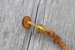 Cortinarius huronensis