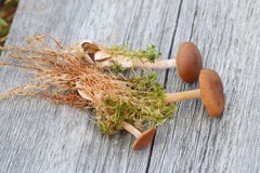 Cortinarius biformis