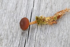 Cortinarius huronensis