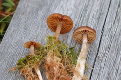 Cortinarius biformis