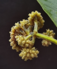 Palicourea pilosa