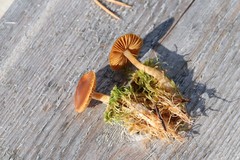 Cortinarius biformis