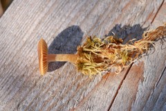 Cortinarius biformis