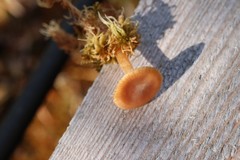 Cortinarius biformis