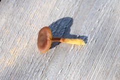 Cortinarius huronensis