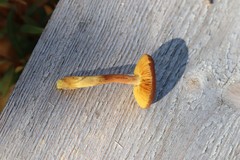 Cortinarius huronensis