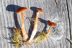 Cortinarius subfloccopus