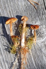 Cortinarius subfloccopus