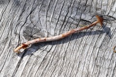 Cortinarius flos-paludis