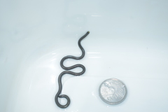 Epictia borapeliotes