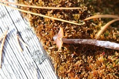 Cortinarius flos-paludis