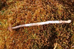 Cortinarius flos-paludis