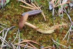 Cortinarius huronensis