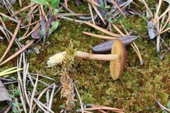 Cortinarius huronensis