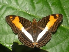Adelpha capucinus capucinus