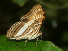 Adelpha capucinus capucinus