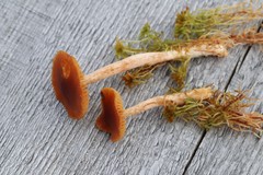Cortinarius subfloccopus